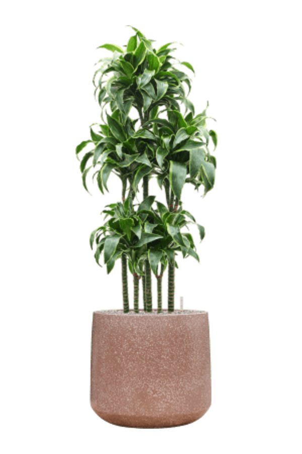 Baq Terrazzo Darcy Mocha