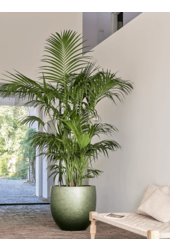 Baq Gradient Couple Mat Vert Forêt