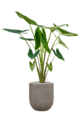 Baq Nucast Couple Gris Éléphant (avec bac intérieur)