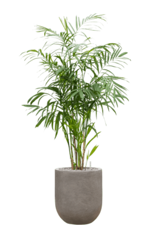 Baq Nucast Couple Elephant Grey (met inzetbak)