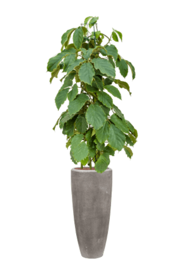 Baq Polystone Uni Partner Gris (avec bac intérieur)