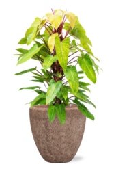 Baq Polystone Rocher Couple Brut (avec bac d'insertion)