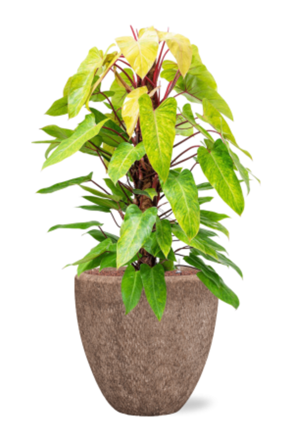 Baq Polystone Rough Couple Rock (met inzetbak)