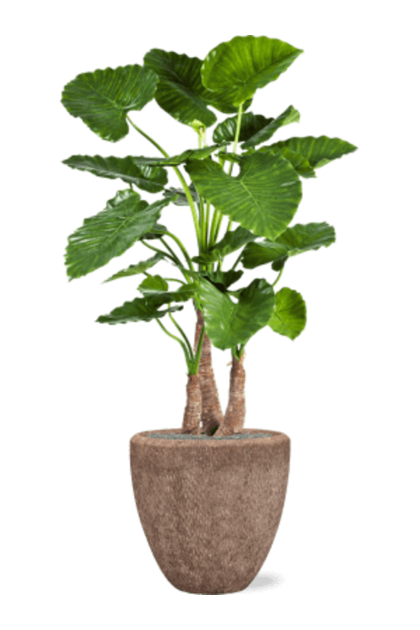 Baq Polystone Rough Couple Rock (met inzetbak)