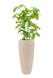 Baq Polystone Uni Partner Naturel (avec bac intérieur)