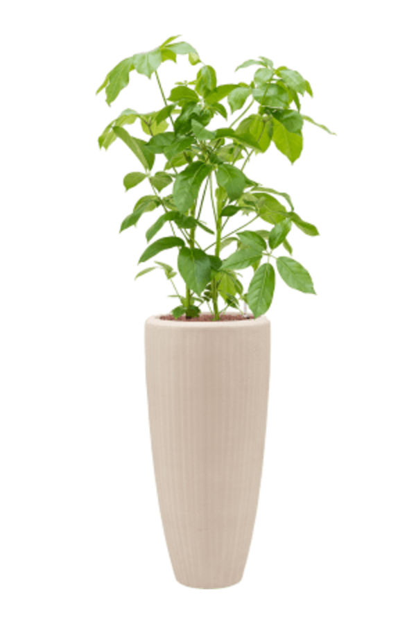 Baq Polystone Plain Partner Natural (met inzetbak)