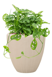 Baq Polystone Couple Uni Naturel (avec bac intérieur)