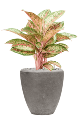 Baq Polystone Couple Uni Gris