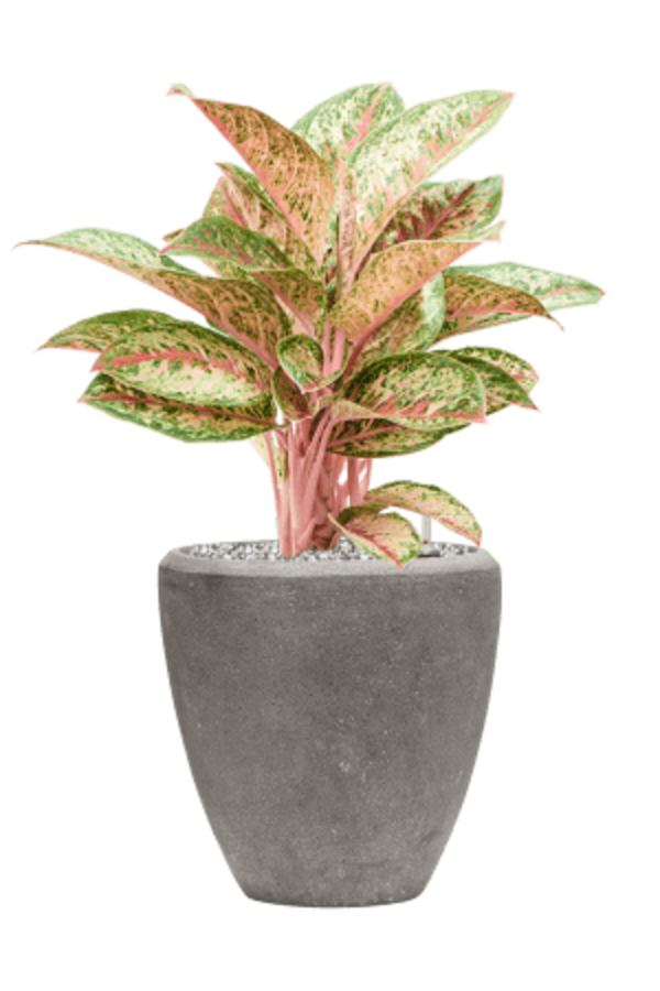 Baq Polystone Couple Uni Gris