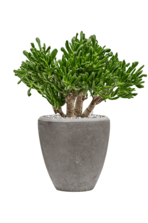 Baq Polystone Couple Uni Gris