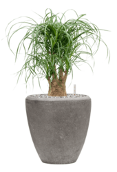 Baq Polystone Plain Couple Grey