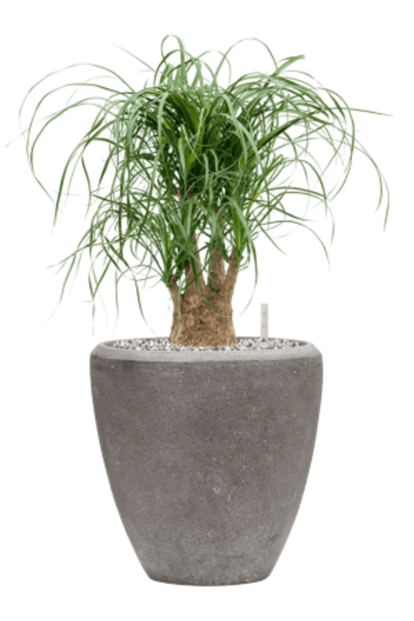 Baq Polystone Plain Couple Grey