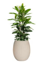 Baq Polystone Coated Plain Balloon Natural (met inzetbak)