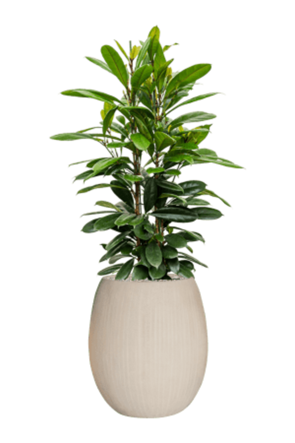 Baq Revêtu de Polystone Ballon Uni Naturel (avec bac intérieur)