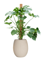 Baq Revêtu de Polystone Ballon Uni Naturel (avec bac intérieur)