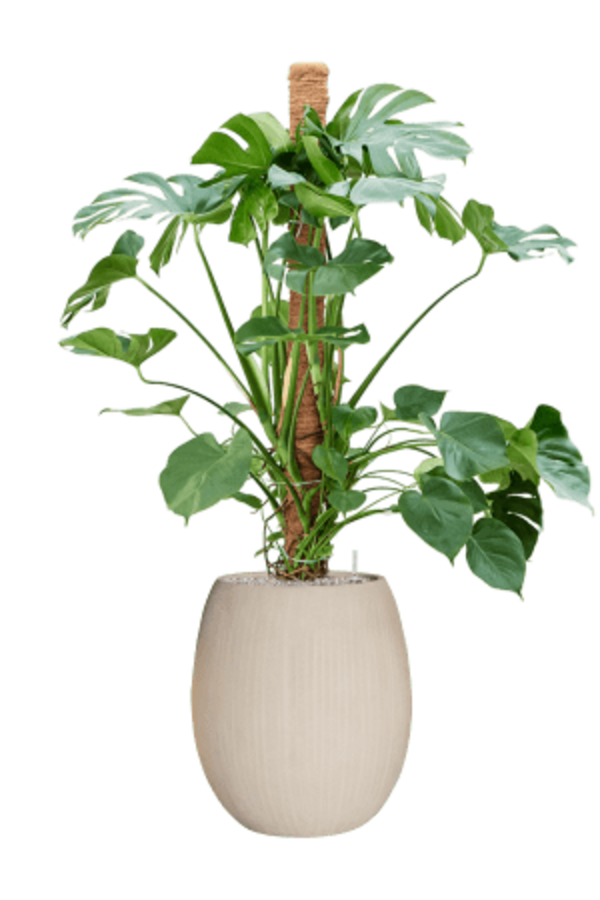 Baq Revêtu de Polystone Ballon Uni Naturel (avec bac intérieur)