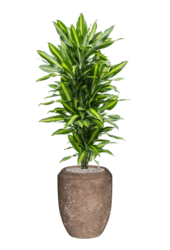 Baq Polystone Coated Plain Coppa Rock (met inzetbak)