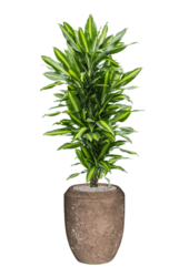 Baq Revêtu de Polystone Coppa Rock Uni (avec bac intérieur)