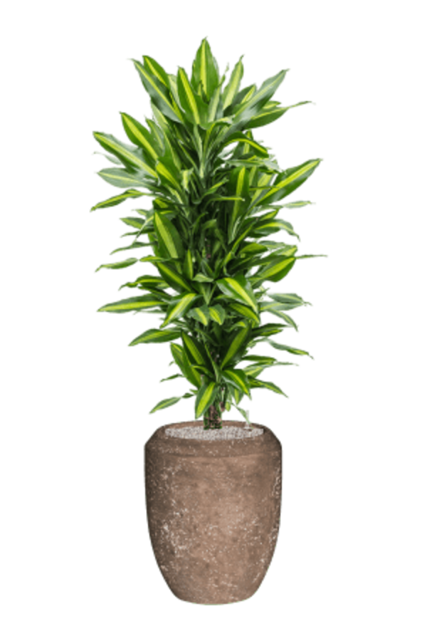 Baq Polystone Coated Plain Coppa Rock (met inzetbak)