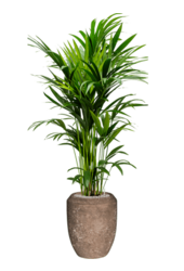 Baq Revêtu de Polystone Coppa Rock Uni (avec bac intérieur)