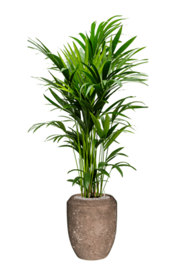 Baq Revêtu de Polystone Coppa Rock Uni (avec bac intérieur)