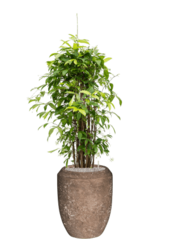 Baq Revêtu de Polystone Coppa Rock Uni (avec bac intérieur)