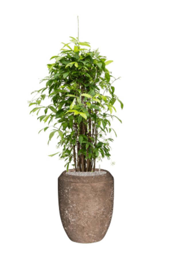 Baq Polystone Coated Plain Coppa Rock (met inzetbak)