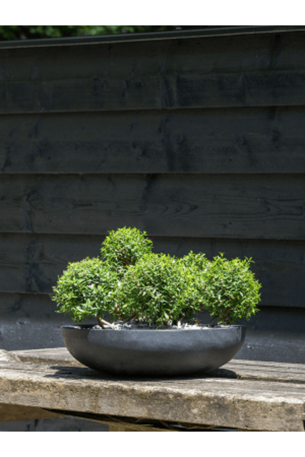 Fiberstone Monique M Black