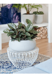 Ridged Vertically Eileen XL Cement