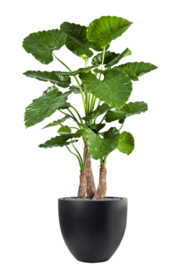 Fiberstone Jesslyn S Black