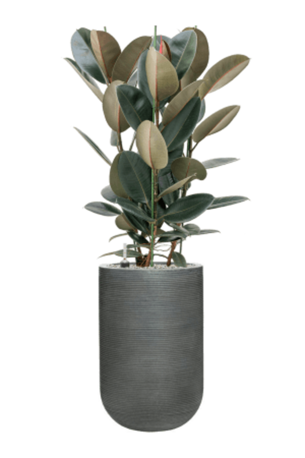 Cody M Gris Foncé Strié Horizontalement