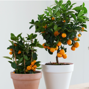 Exotische planten