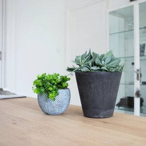 Vetplant