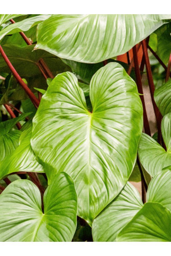 Homalomena Rubescens Maggy