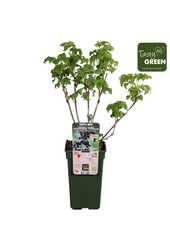 Cassis Black bells - promotion