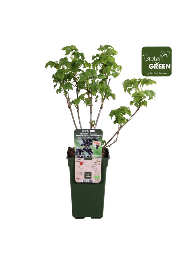 Cassis Black bells - promotion