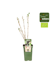 Cassis Black bells - promotion