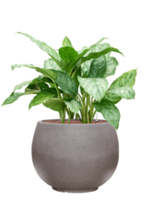 Hydroplant Aglaonema Chantal