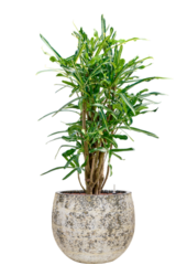 Hydroplant Croton (Codiaeum) Variegatum Banana