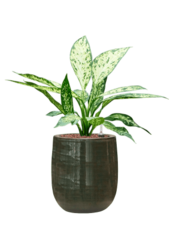 Hydroplant Dieffenbachia Vesuvius