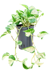 Hydroplante Scindapsus (Epipremnum) Manjula Variegata