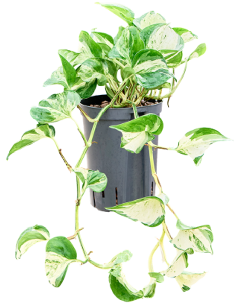 Hydroplante Scindapsus