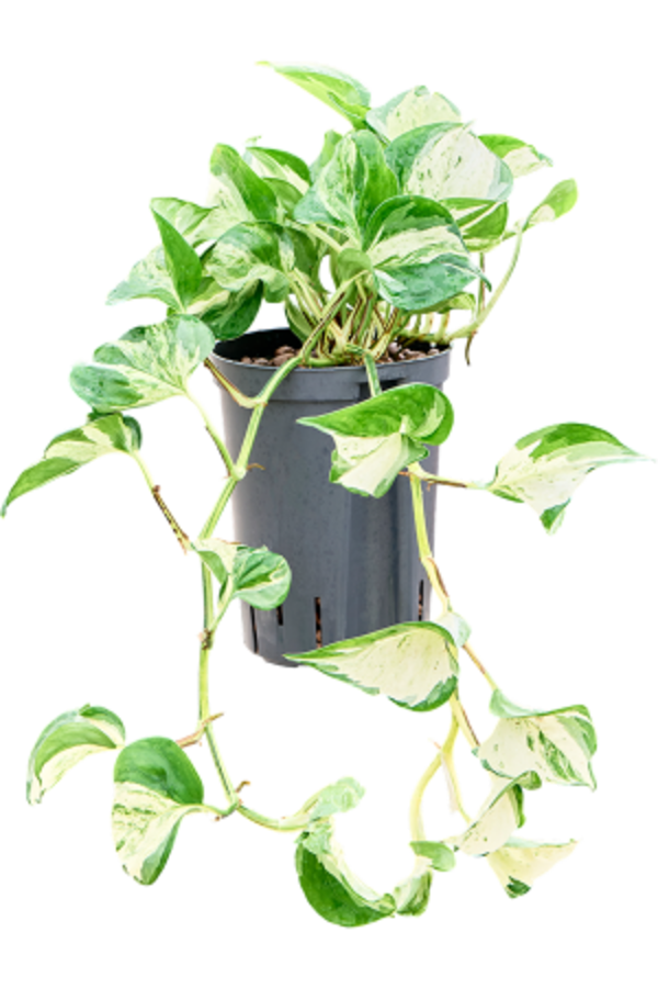 Hydroplante Scindapsus (Epipremnum) Manjula Variegata