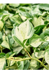 Hydroplante Scindapsus (Epipremnum) Manjula Variegata