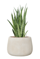Hydroplant Sansevieria Zeylanica Narrow