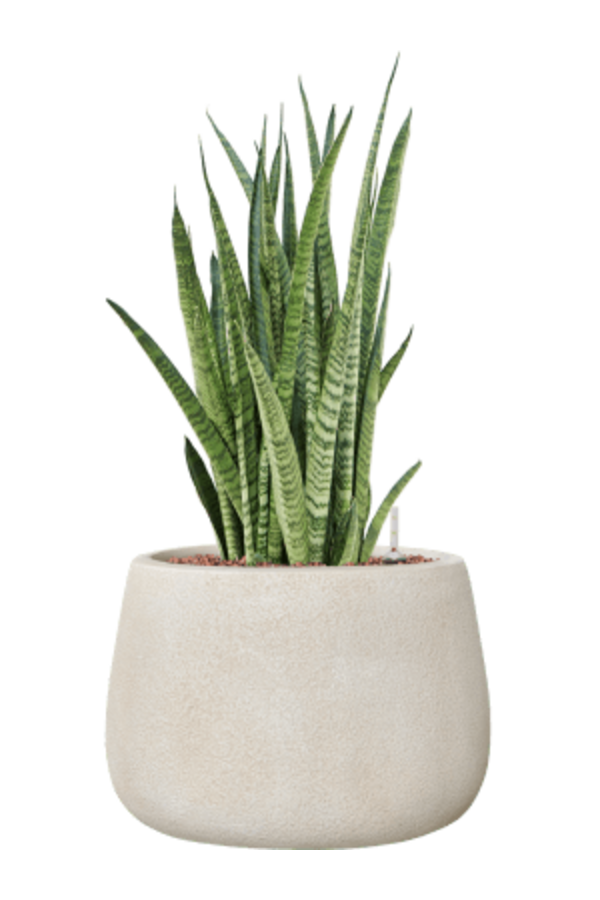 Hydroplant Sansevieria Zeylanica Narrow