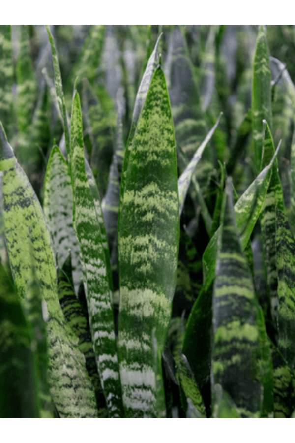 Hydroplant Sansevieria Trifasciata Black Coral