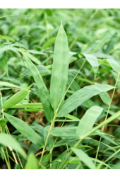 Bambusa Ventricosa (140-160)