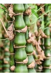 Bambusa Ventricosa (140-160)