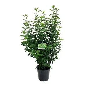 Prunus